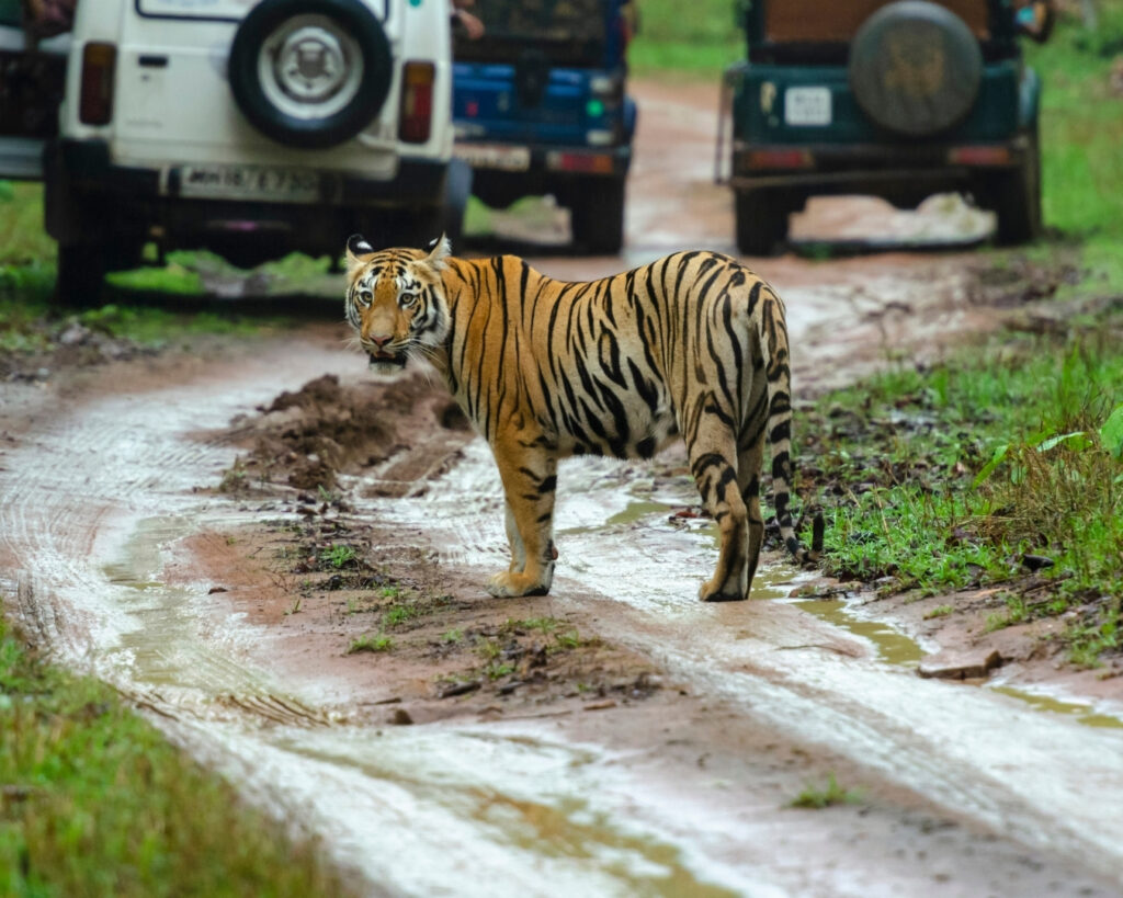 best stay near wildlife santury